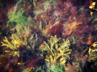Bild Der etwas andere Härtetest: Outdoor-Kamera von Olympus überlebt fast ein Jahr im Meer