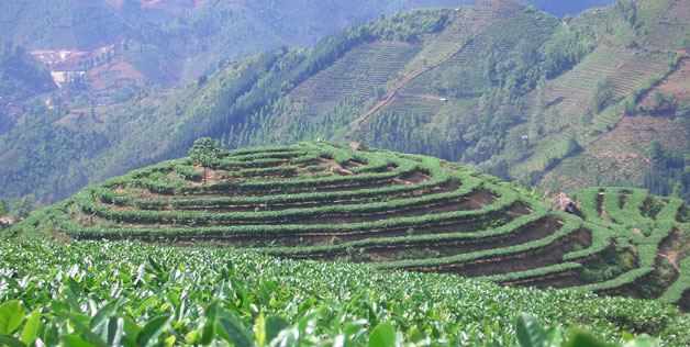 Teeanbau in China (© Deutscher Teeverband e.V.)